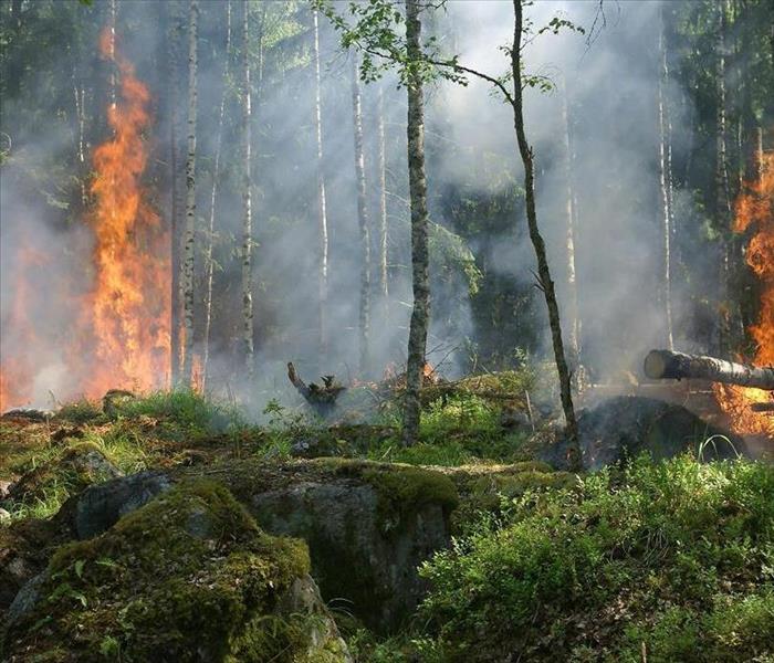 A wildfire spreads through a dense forest, with flames consuming trees and thick smoke filling the air. 